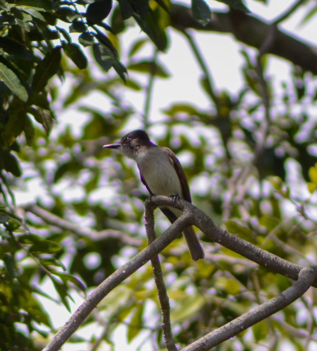 Loggerhead Kingbird (Hispaniolan) - ML615176717