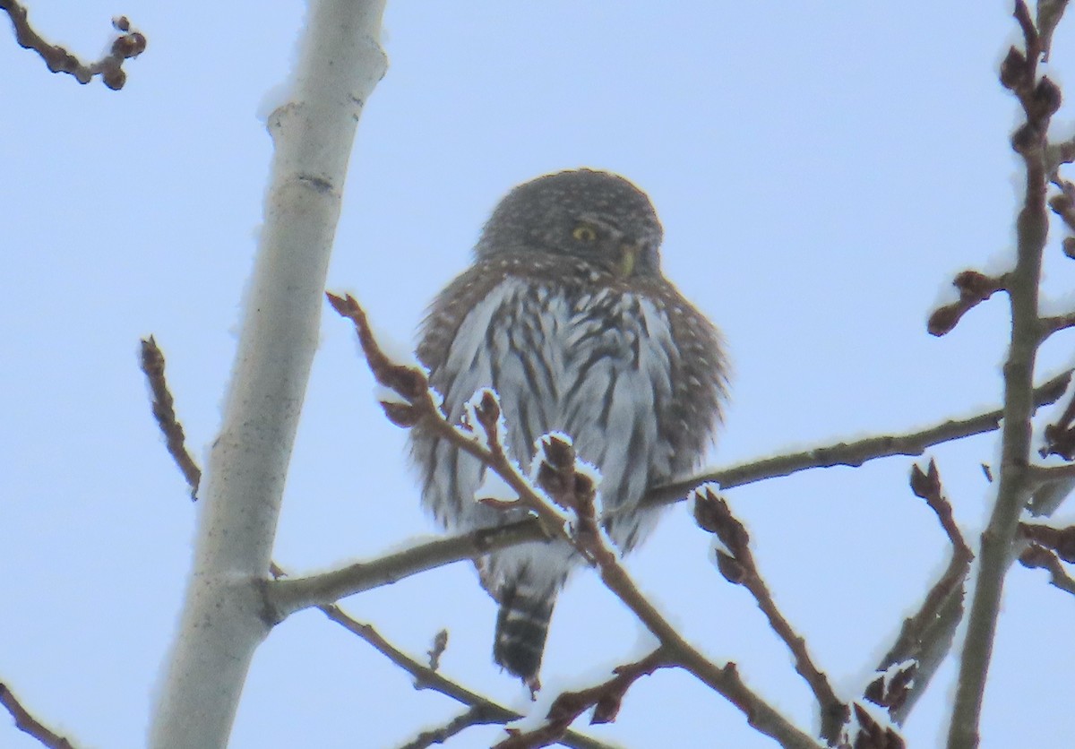 Northern Pygmy-Owl - ML615176812