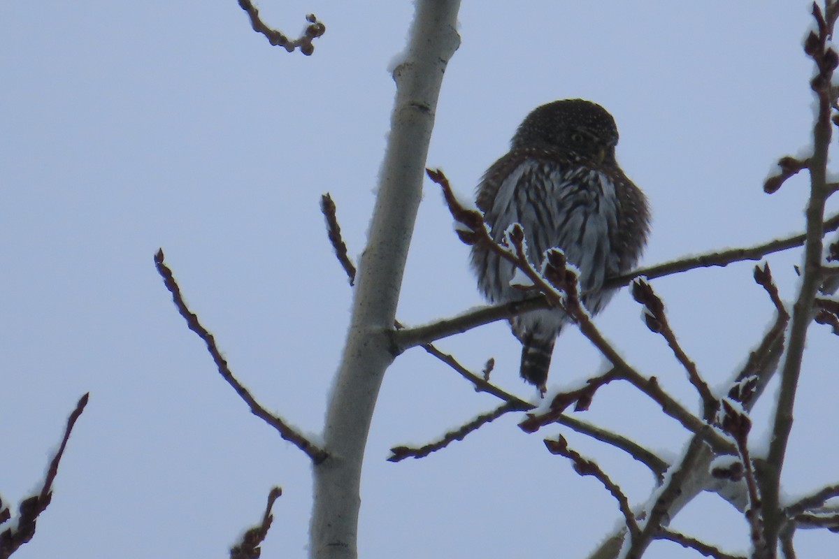 Northern Pygmy-Owl - ML615176814