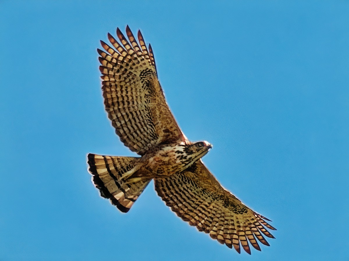 Philippine Hawk-Eagle - ML615176863