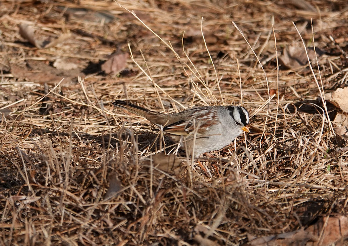 White-crowned Sparrow - ML615176903