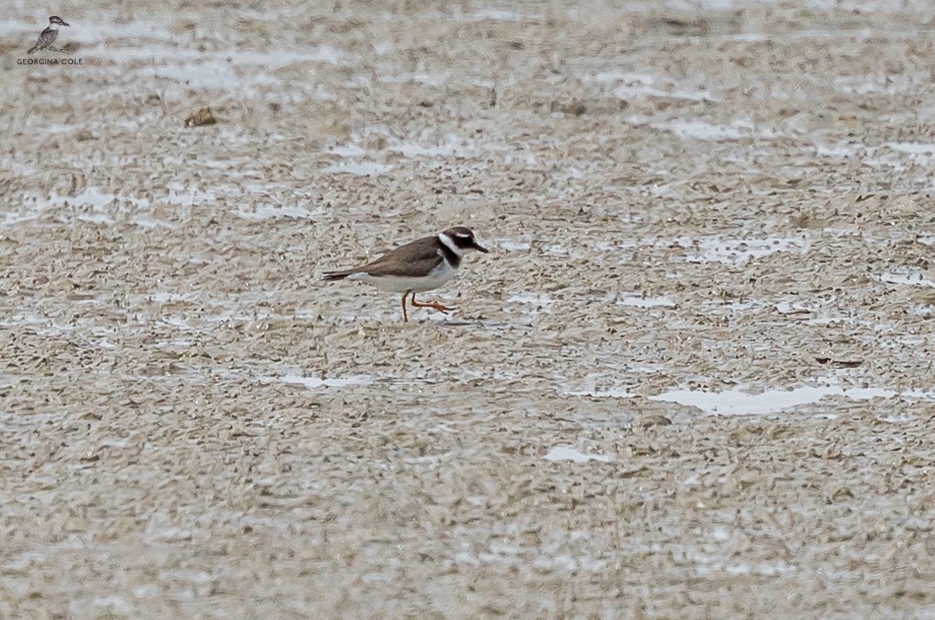 Common Ringed Plover - ML615177055