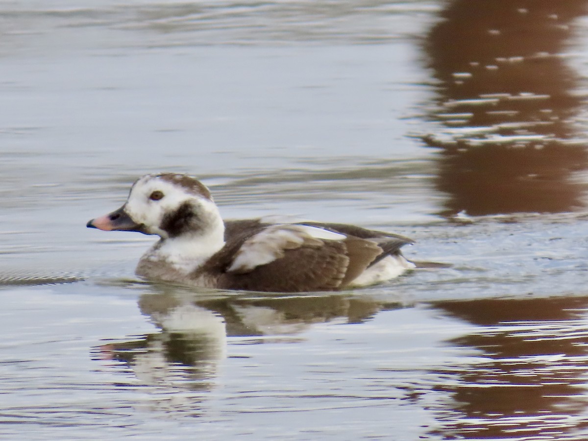 Long-tailed Duck - ML615177293
