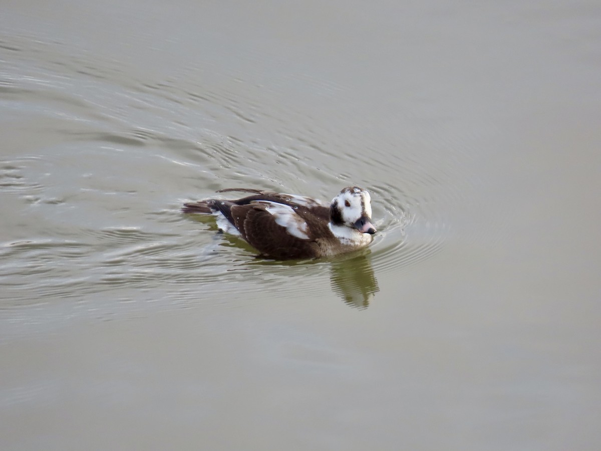 Long-tailed Duck - ML615177294