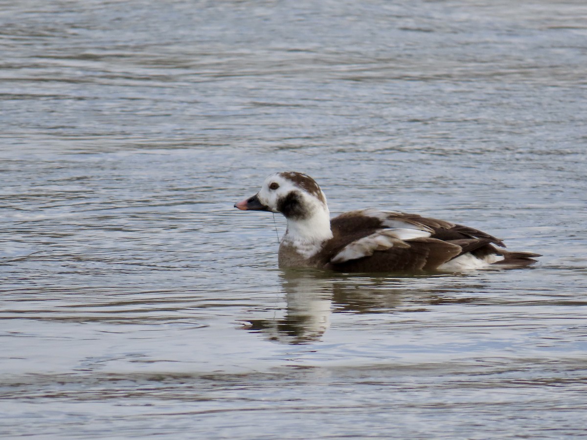Long-tailed Duck - ML615177295