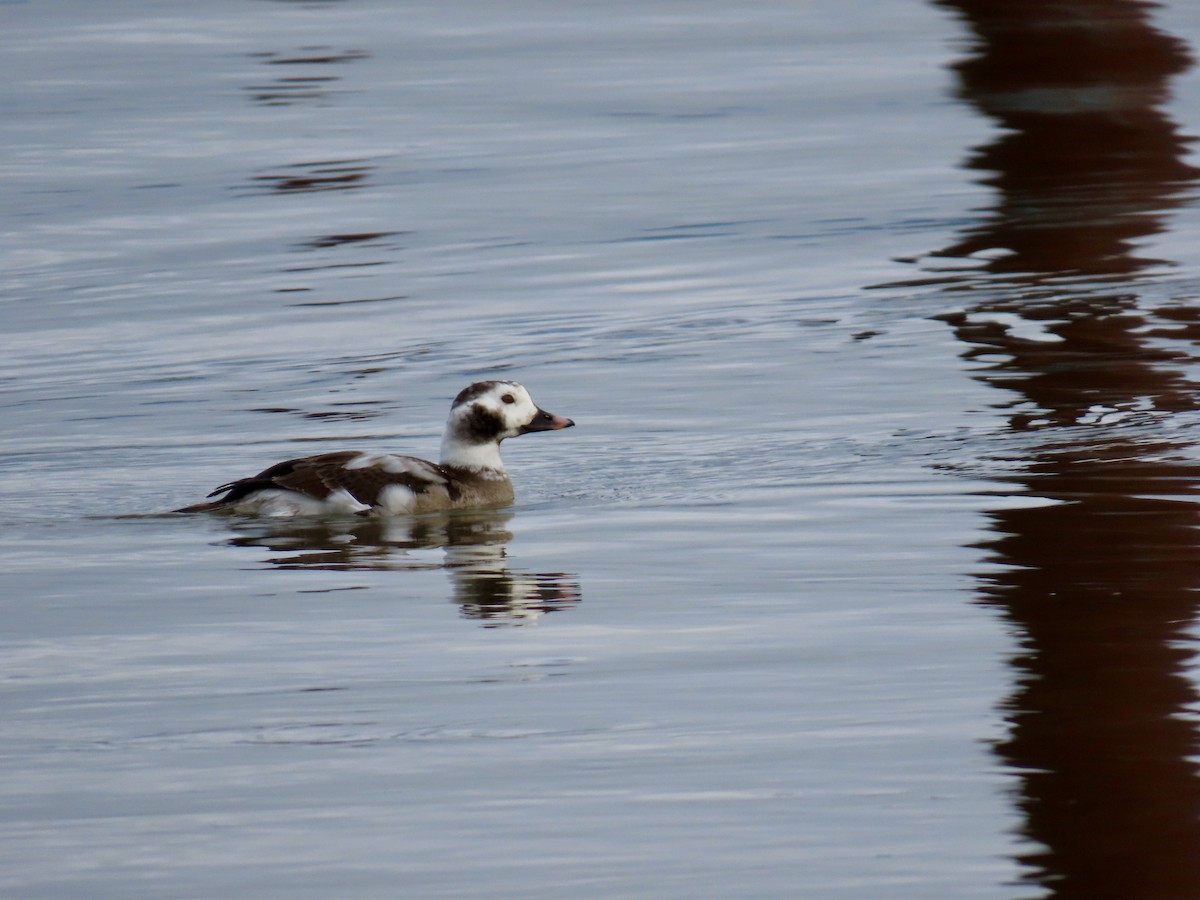 Long-tailed Duck - ML615177296