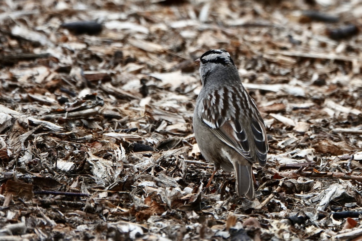 White-crowned Sparrow - ML615177307