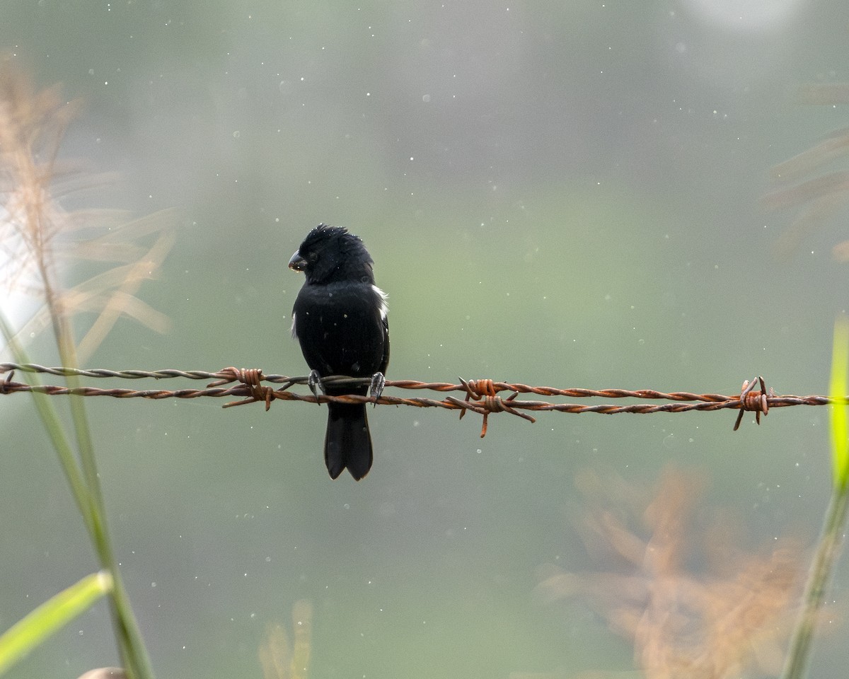 Variable Seedeater - ML615177422