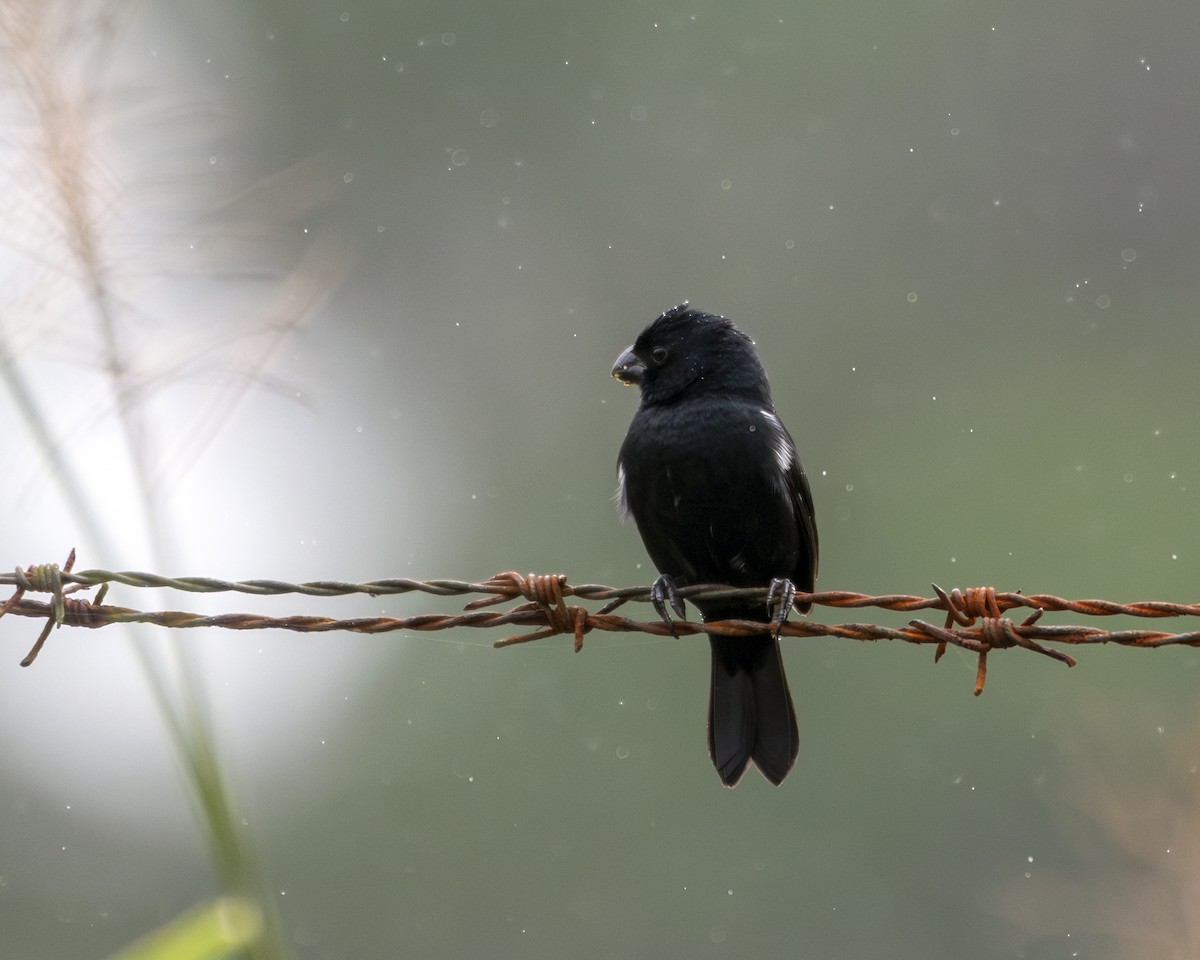 Variable Seedeater - ML615177424