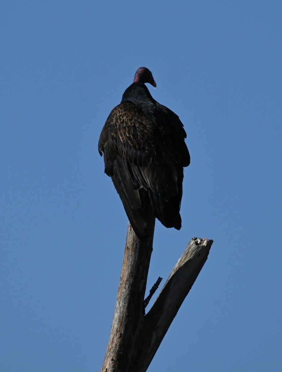 Turkey Vulture - ML615177426
