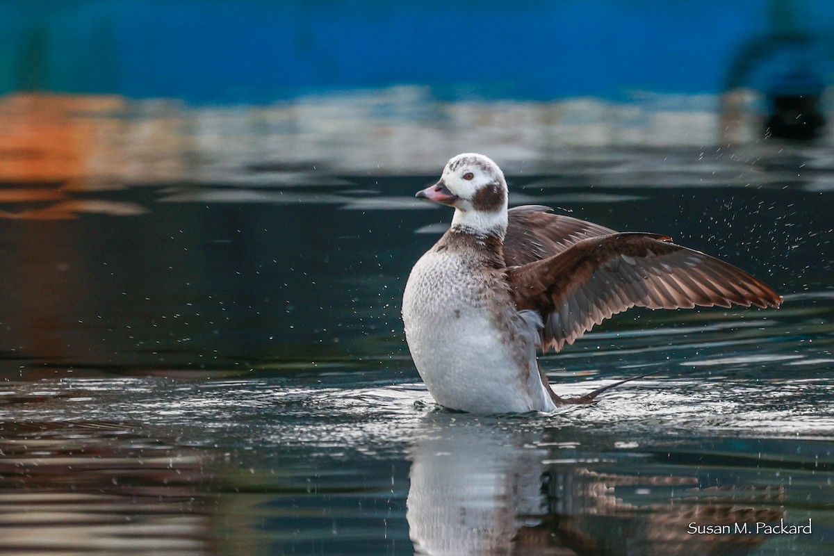 Long-tailed Duck - ML615177577