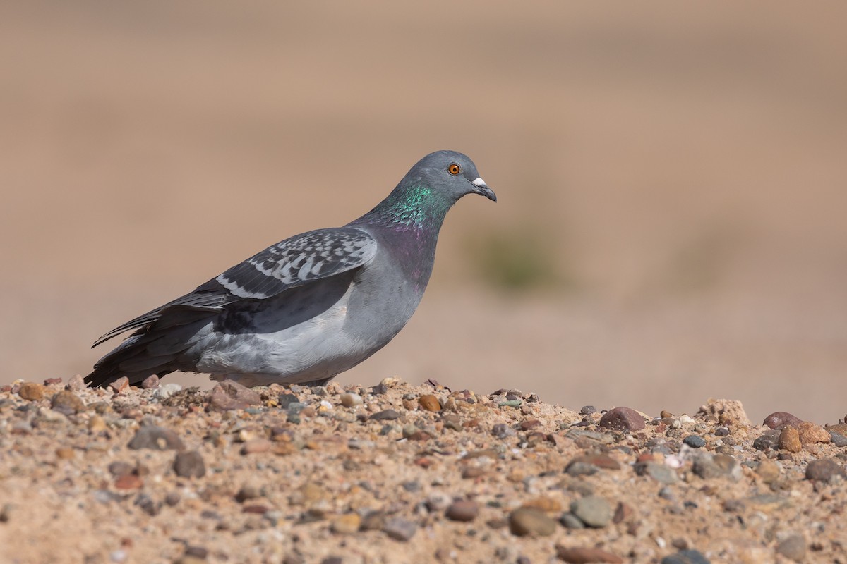 Rock Pigeon (Feral Pigeon) - Matthew Sim