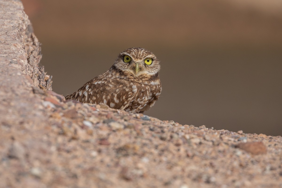 Burrowing Owl - Matthew Sim