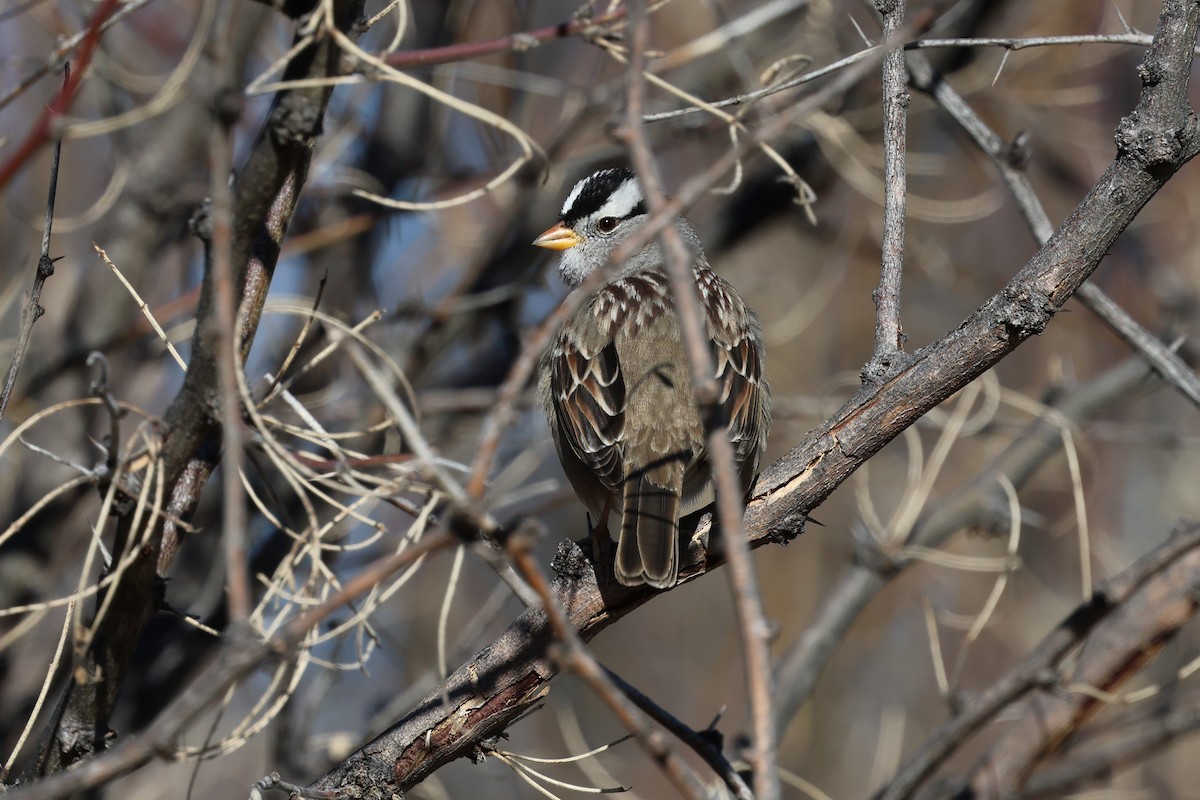 White-crowned Sparrow - ML615177834