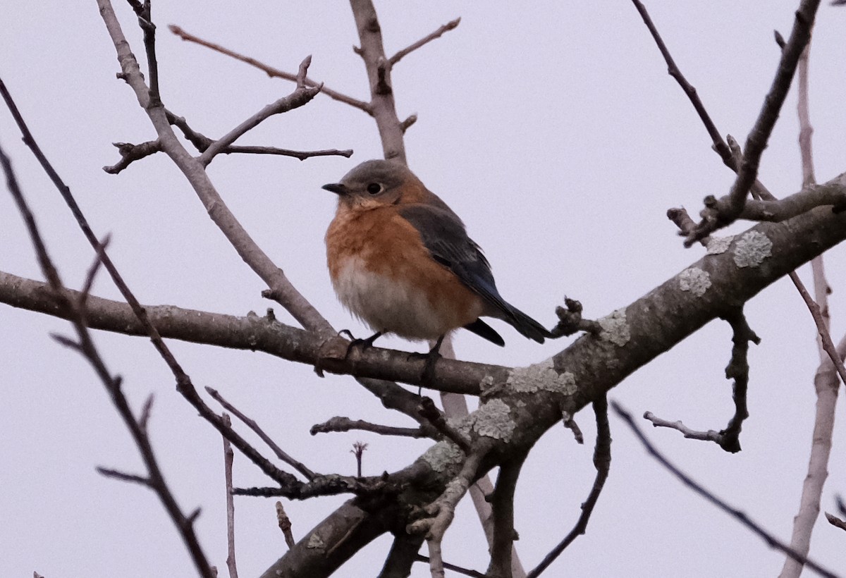 eBird Checklist - 22 Feb 2024 - Winnie Palmer Nature Reserve at Saint ...