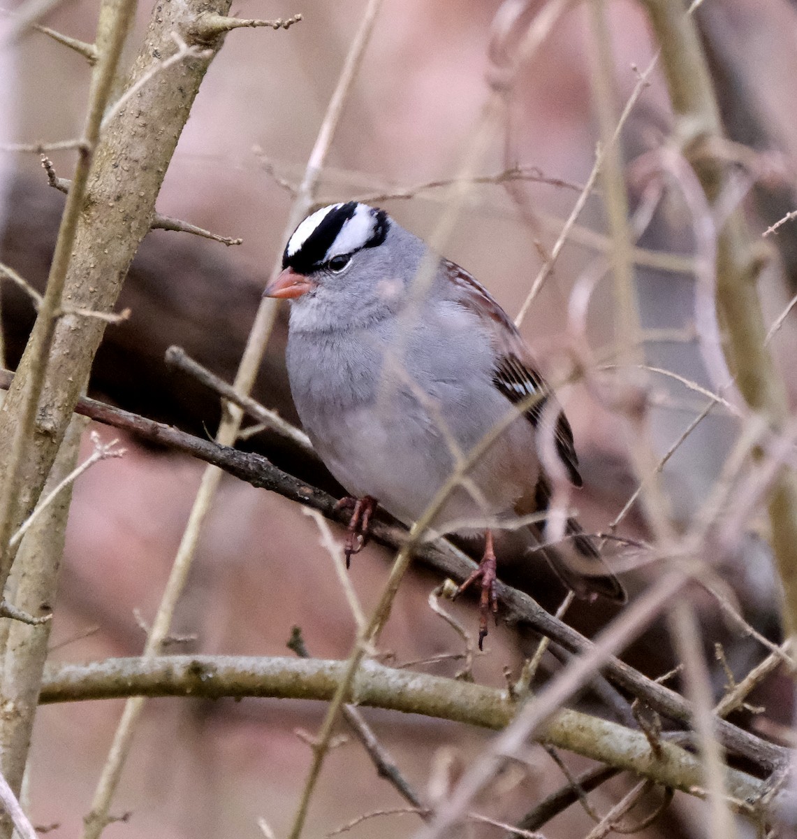 White-crowned Sparrow - ML615177938