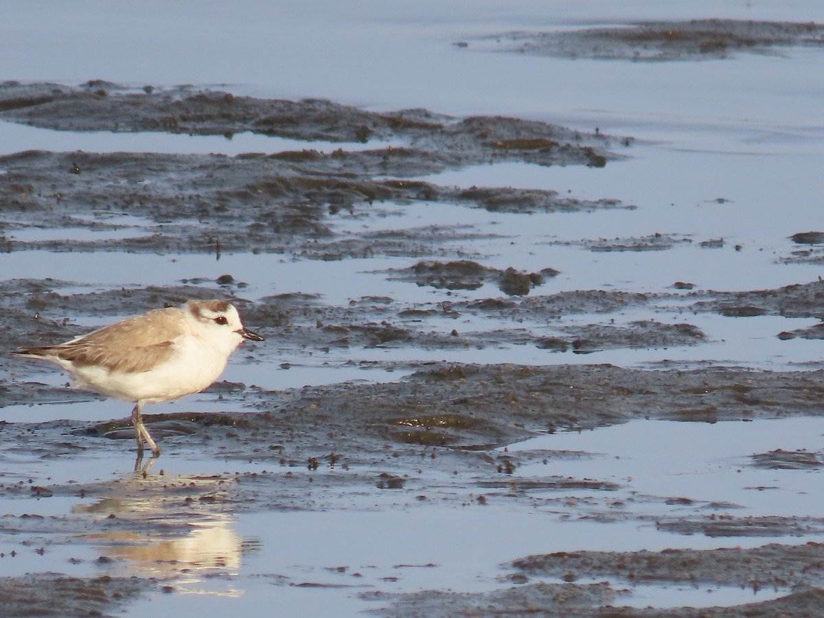 White-fronted Plover - ML615178006