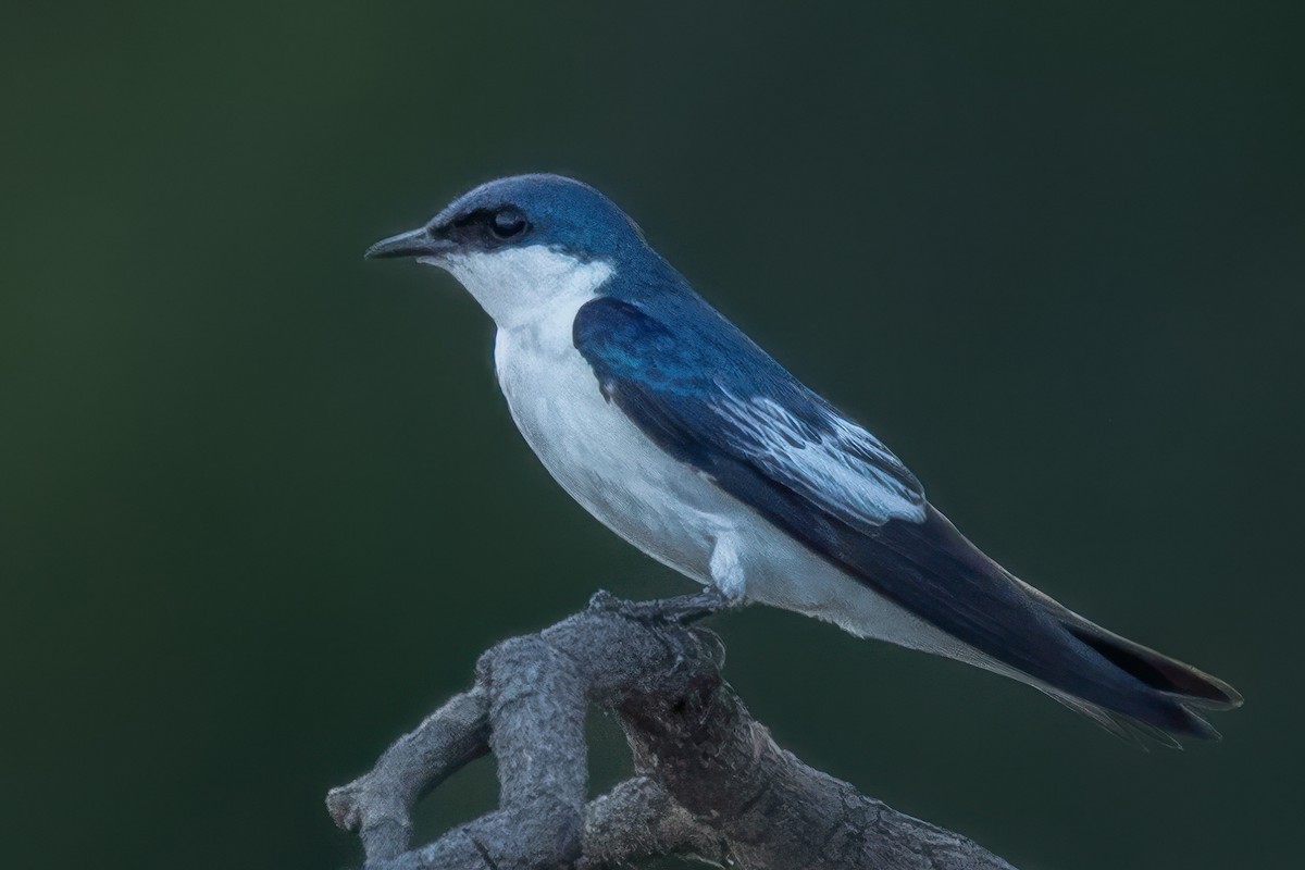 White-winged Swallow - ML615178022