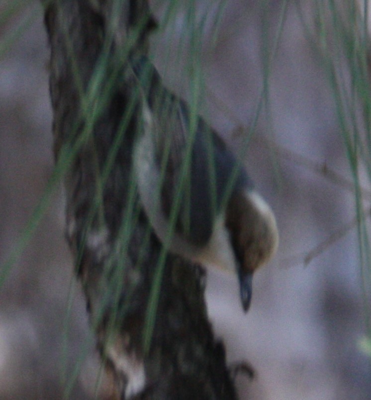 Brown-headed Nuthatch - ML615178049