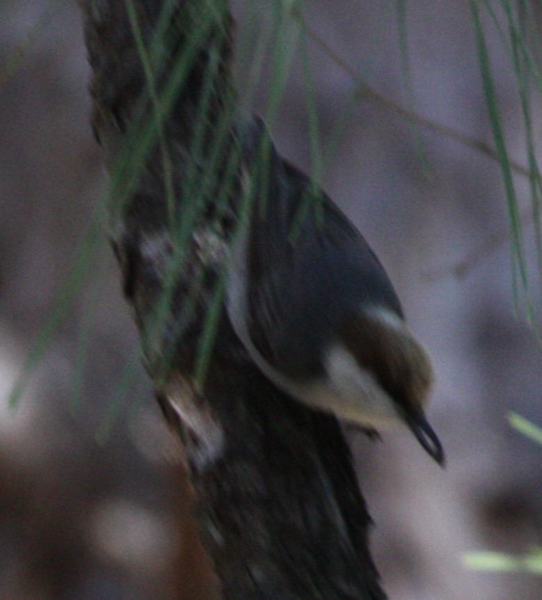 Brown-headed Nuthatch - ML615178065