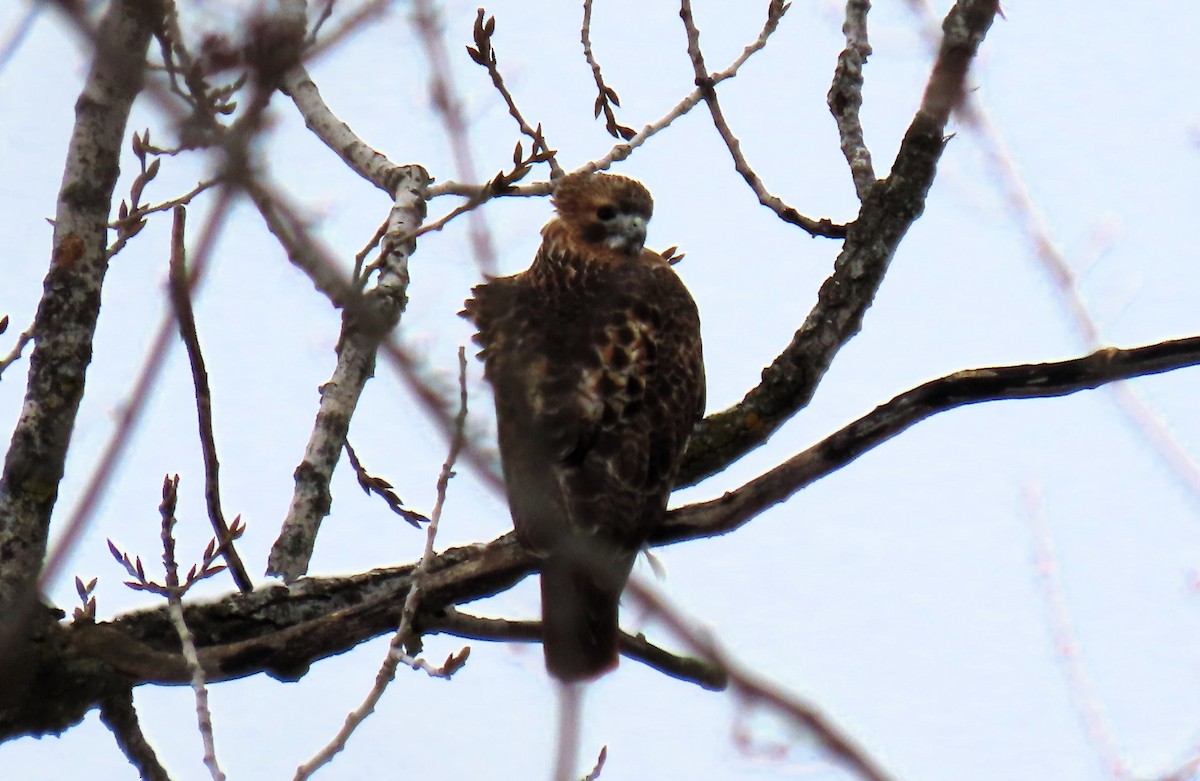 Red-tailed Hawk - ML615178228