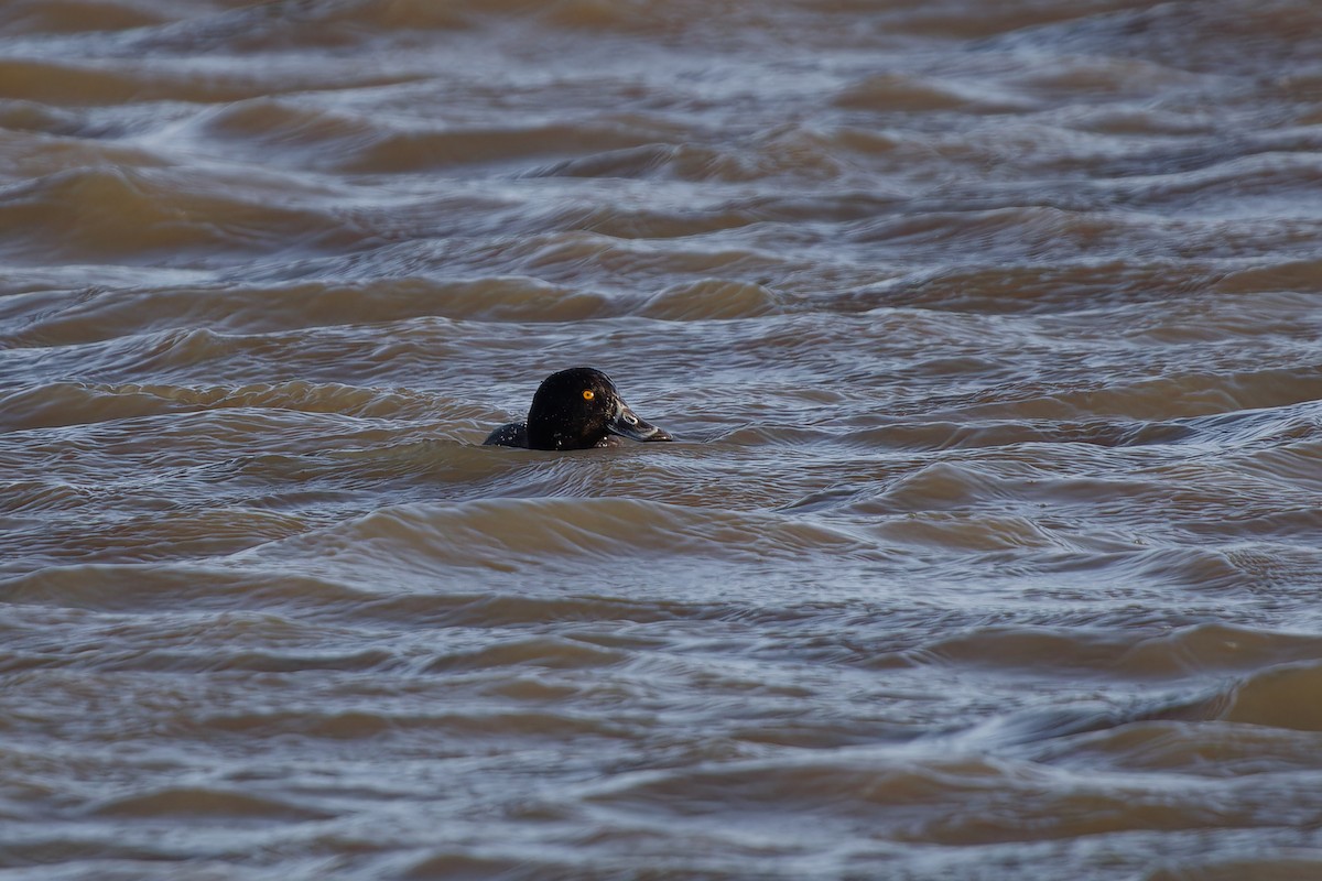 Tufted Duck - ML615178282