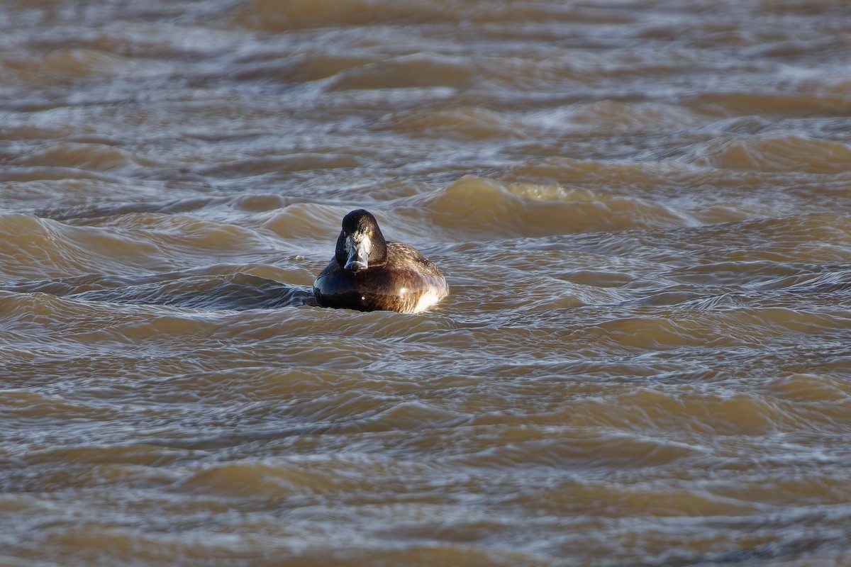 Tufted Duck - ML615178284