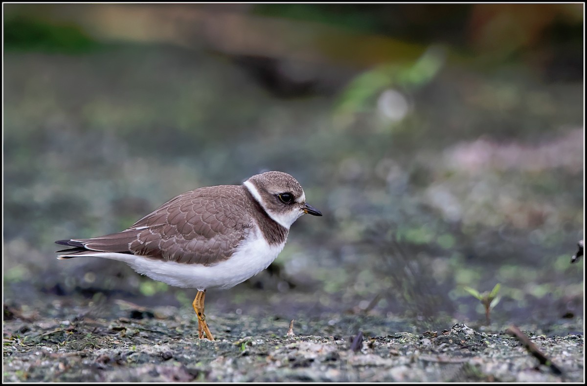 Semipalmated Plover - ML615178306