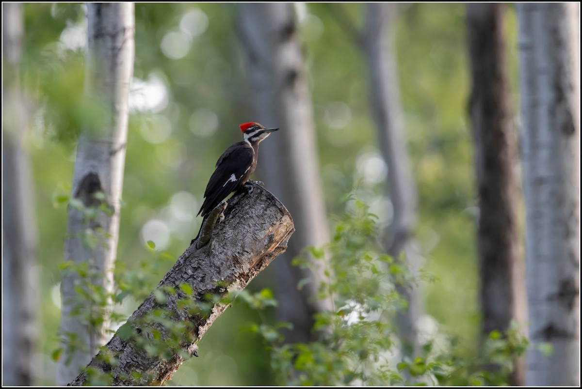 Pileated Woodpecker - Mark Champlin