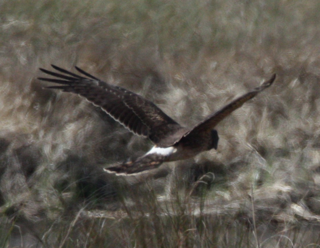 Northern Harrier - Cathy Cox