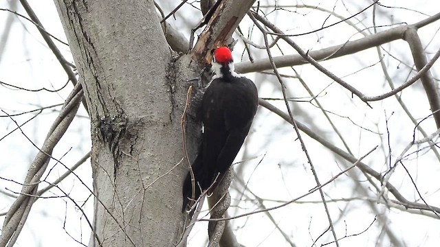 Pileated Woodpecker - ML615178681