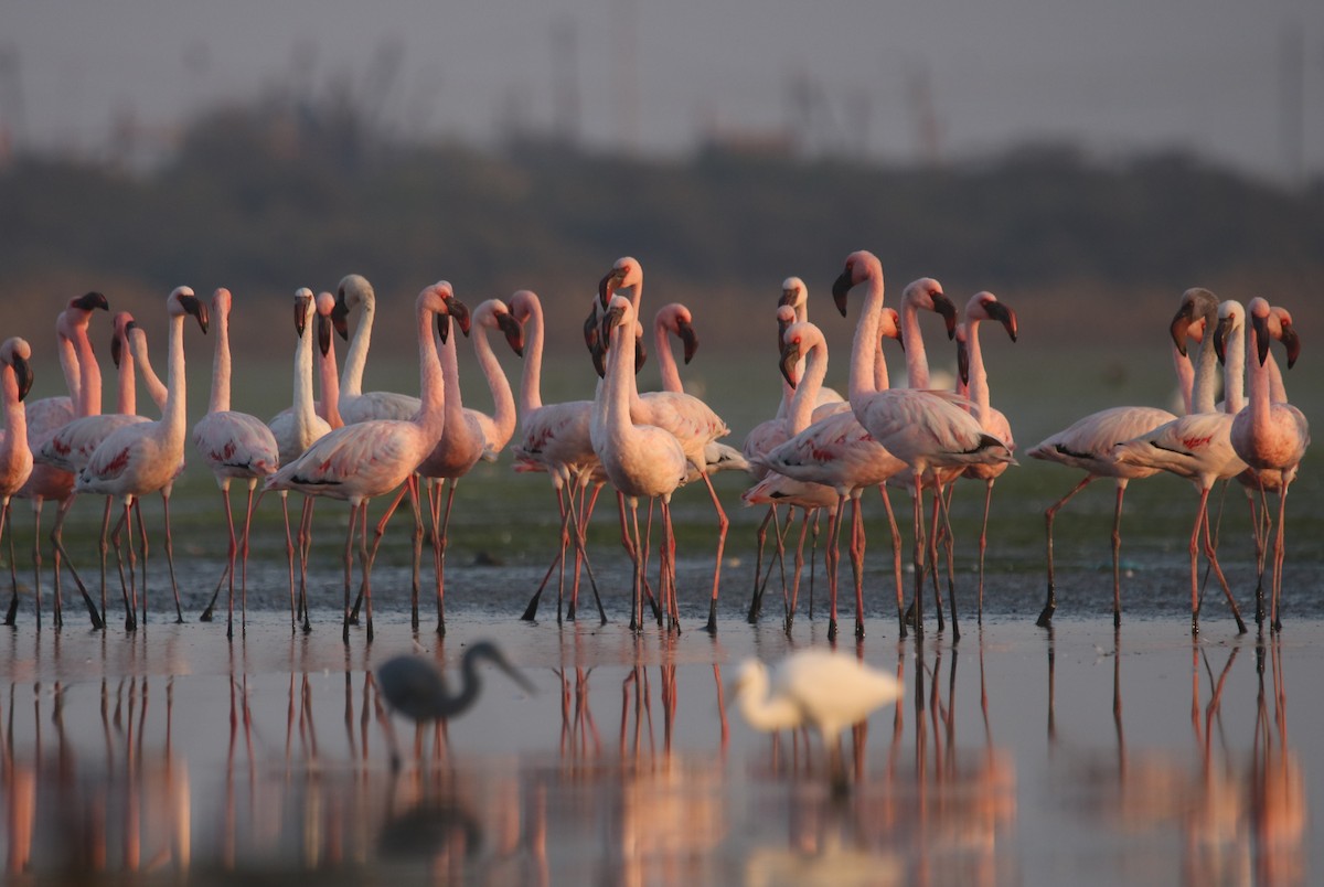 Lesser Flamingo - Vyom Vyas