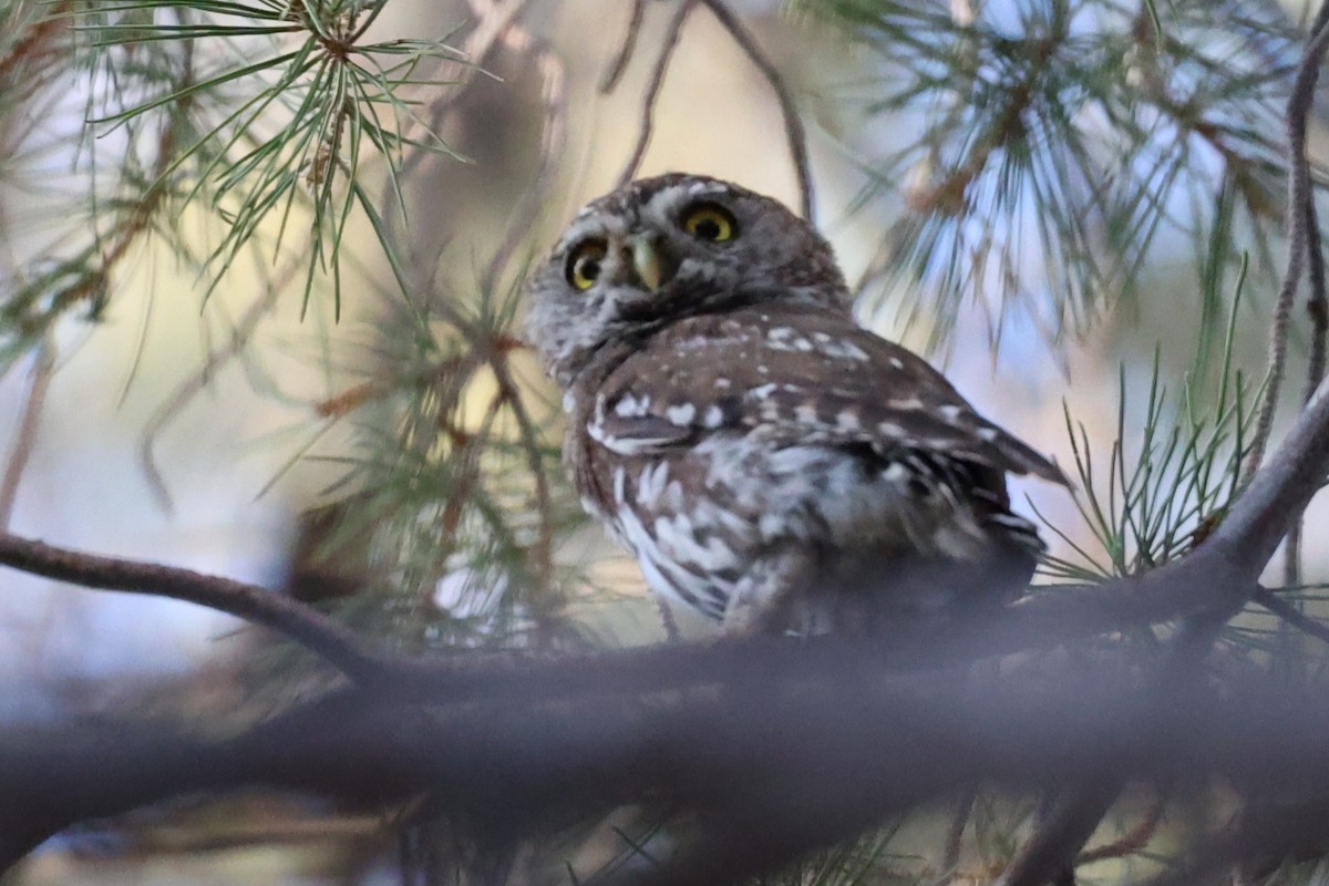Pearl-spotted Owlet - ML615178754