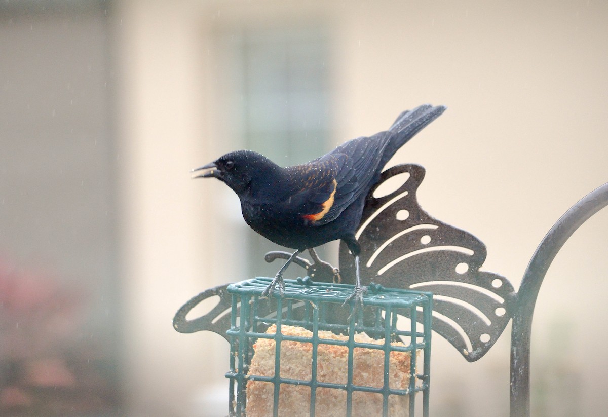 Red-winged Blackbird - ML615178777