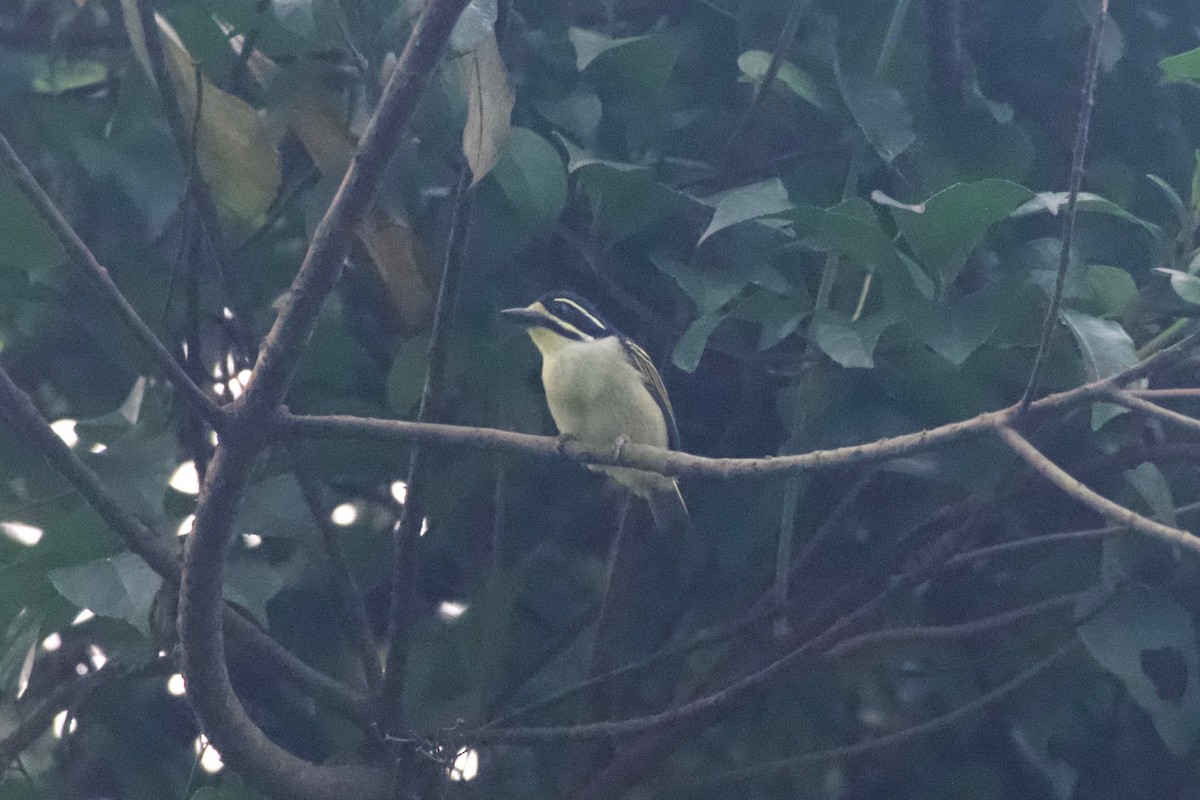 Yellow-throated Tinkerbird - ML615178916