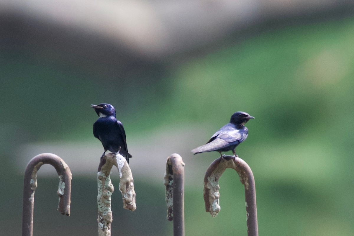 White-throated Blue Swallow - ML615179030