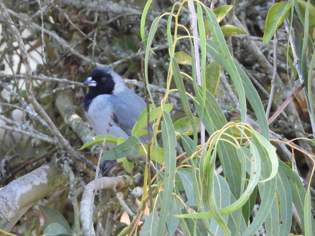 Black-faced Tanager - ML615179033