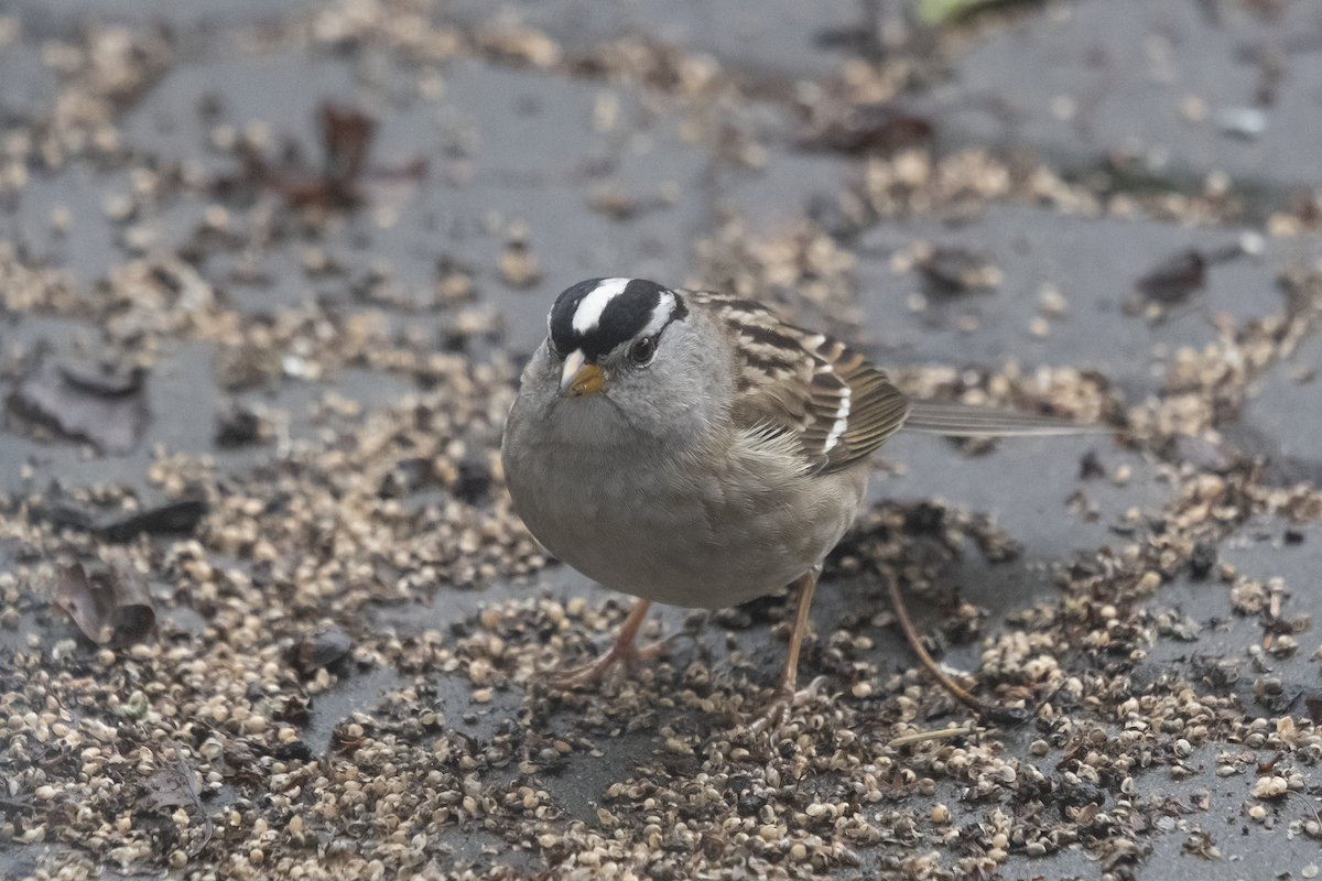 White-crowned Sparrow - ML615179158