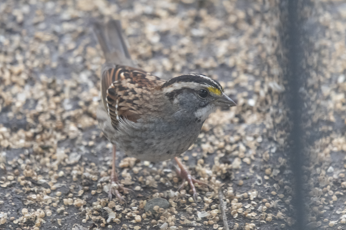 White-throated Sparrow - David Badke