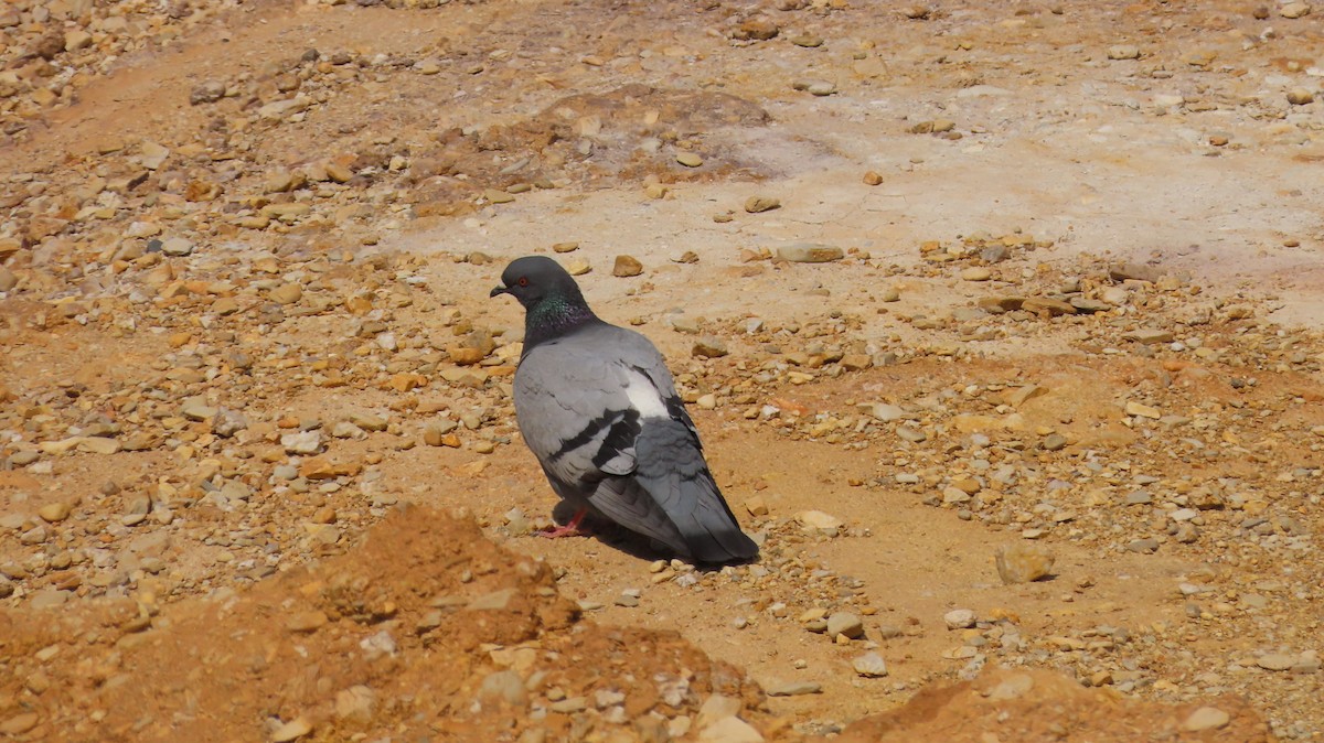 Сизый голубь (Дикого типа) - ML615179478