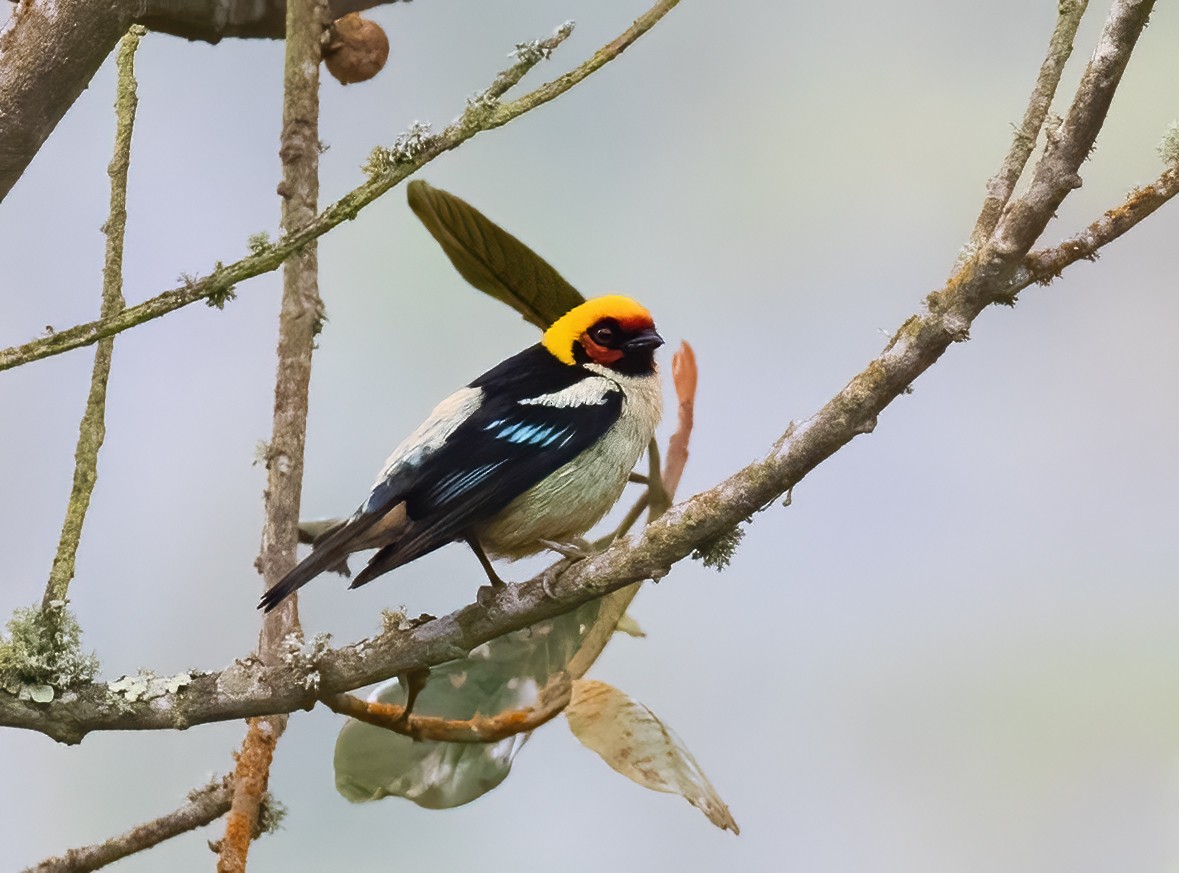 Flame-faced Tanager - ML615179488