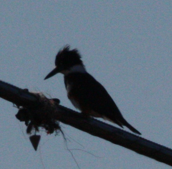 Belted Kingfisher - ML615179532