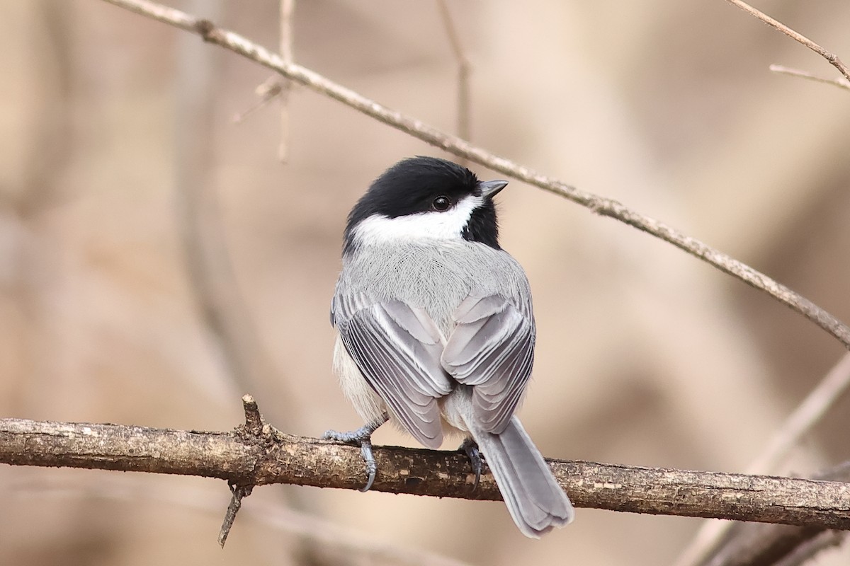 Pennsylvania Bird Atlas Checklist - 22 Feb 2024 - Thornbury Park ...