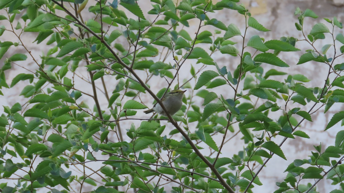 Yellow-browed Warbler - ML615179878