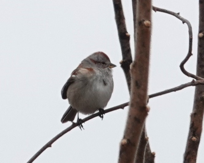 American Tree Sparrow - ML615179888