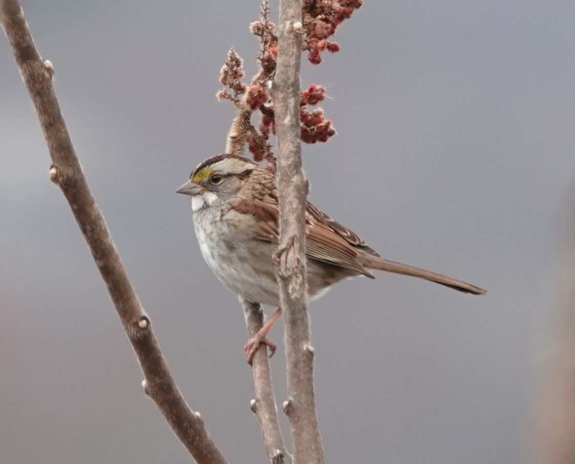 White-throated Sparrow - ML615179895
