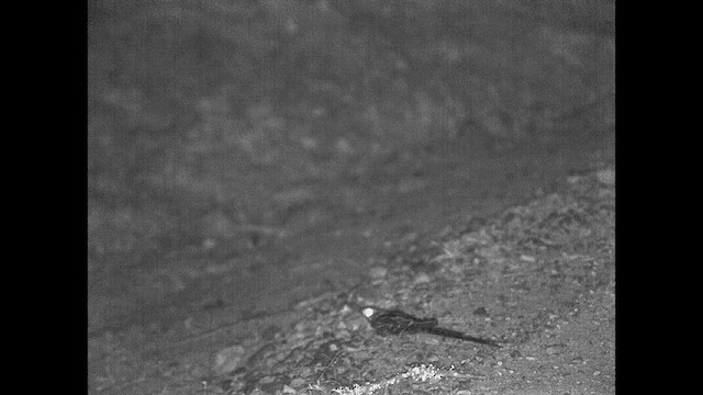 Scissor-tailed Nightjar - ML615179931