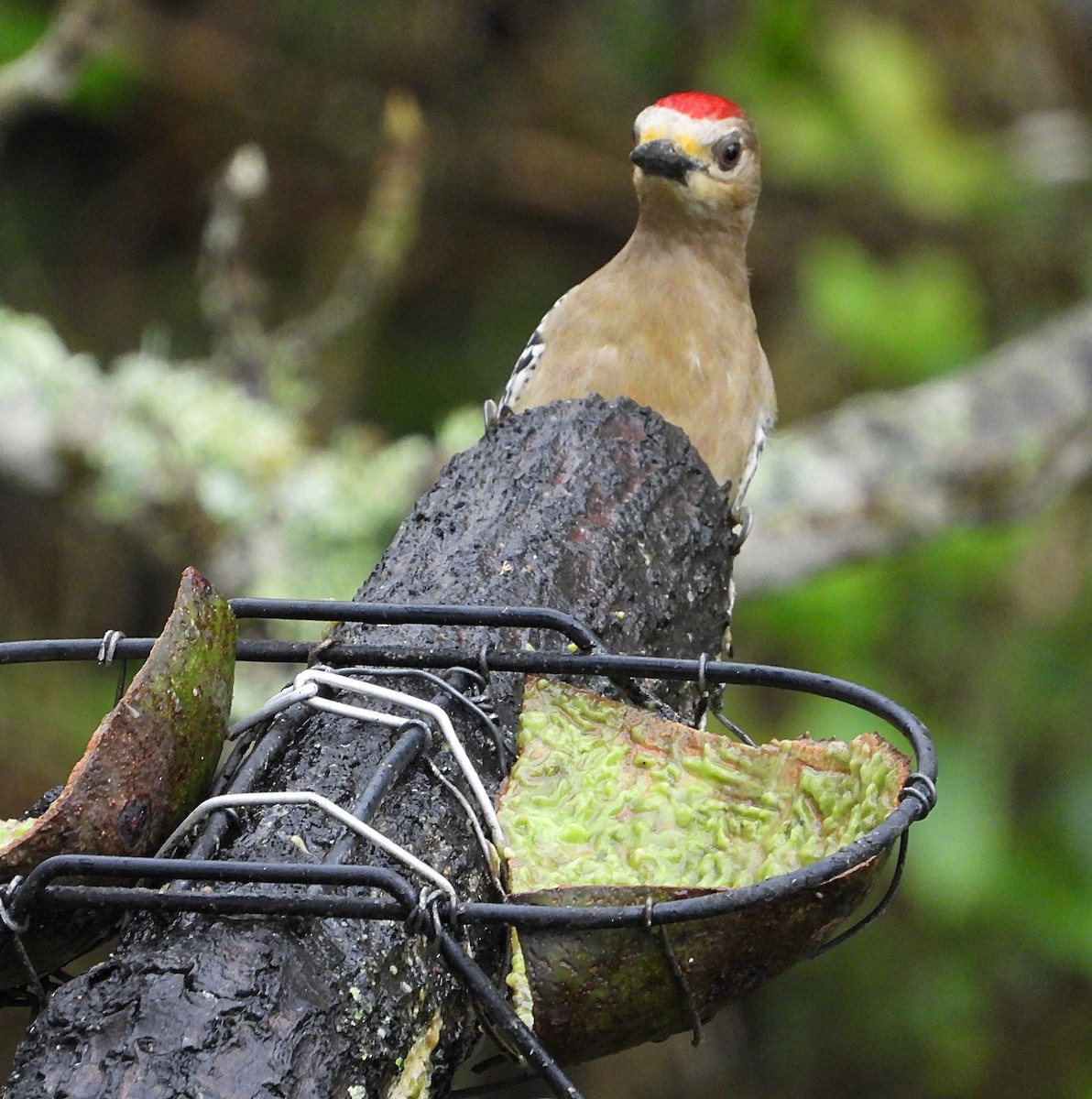 Red-crowned Woodpecker - ML615179963