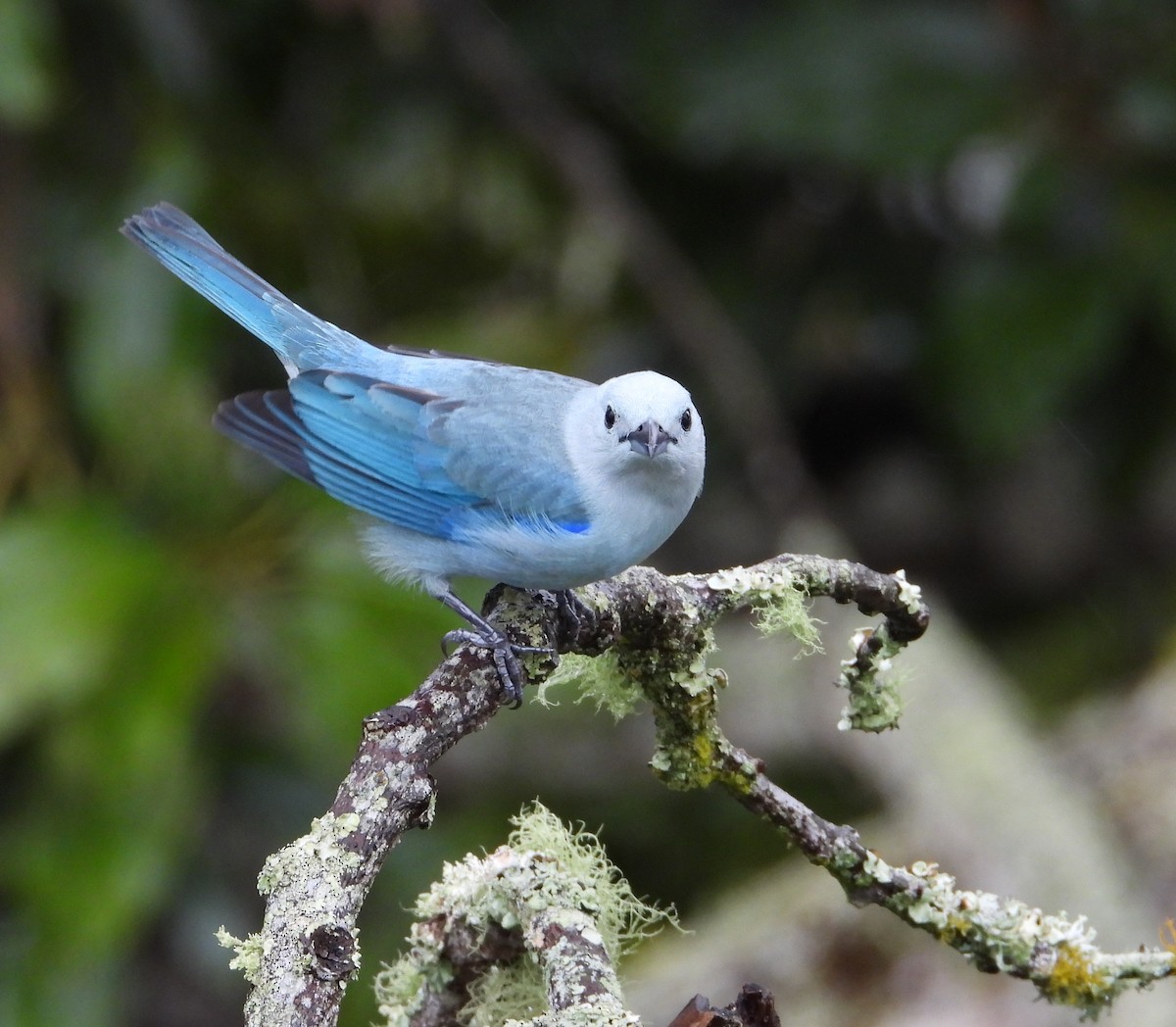 Blue-gray Tanager - ML615180063