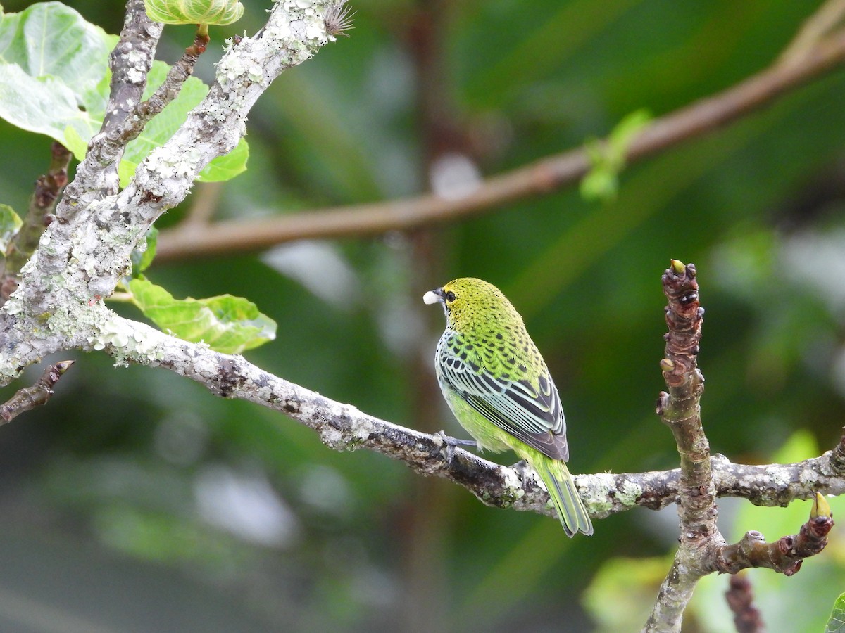 Speckled Tanager - ML615180087